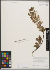 Foto von Salix waldsteiniana Willd.